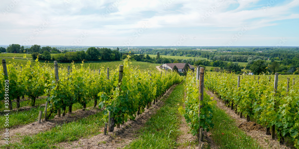 saint Emilion harvest vineyard in Bordeaux wine in france