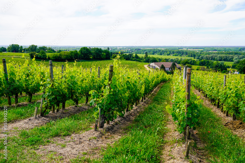 Vine agriculture in Bordeaux vineyard in french country