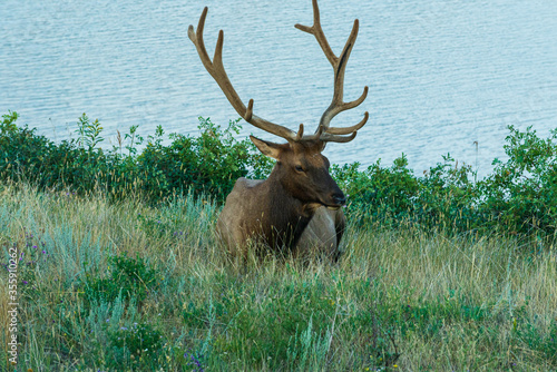wild animals inside Jasper National Park, Alberta, Canada