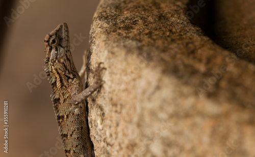 lizard on the stone
