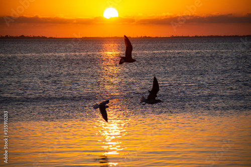 Three bird sunset on South Padre