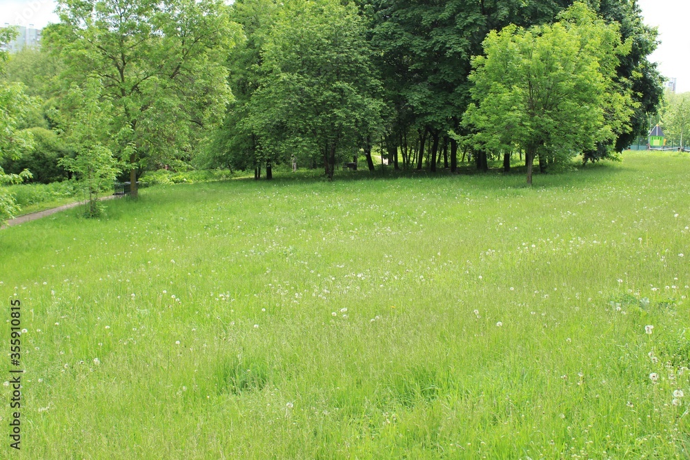 Obraz premium Lawn and trees in a city park. Russia.