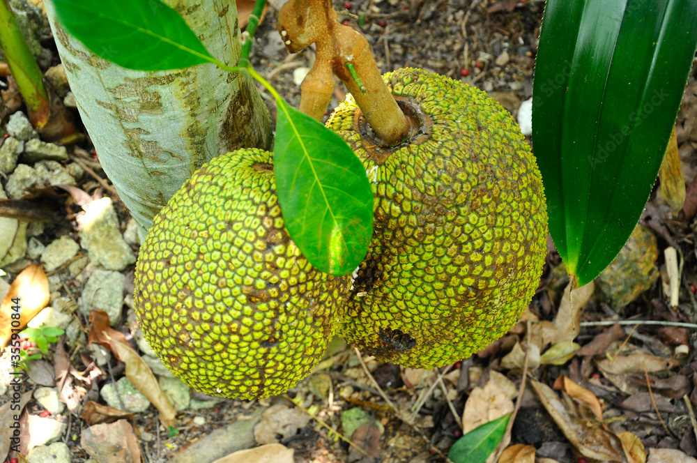 Jackfruit which has yet to be picked. Jackfruit which has yet to be picked.