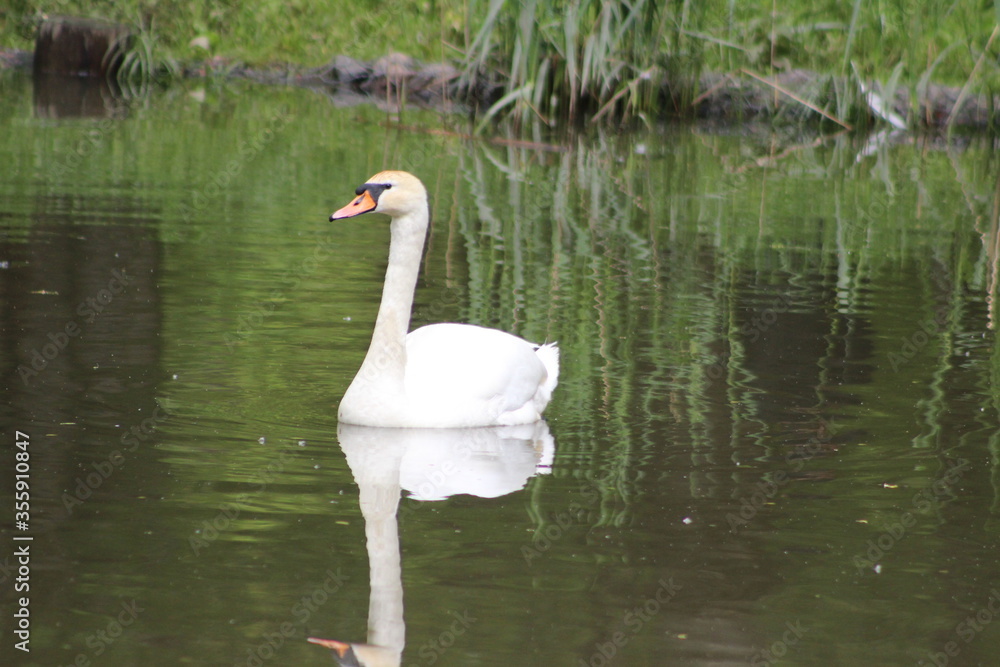 White Swan. Russia. White Swan. Russia.