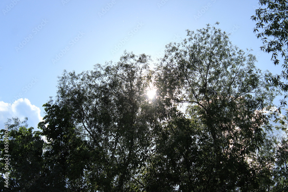 The bright sun behind the branches of a tree. Russia. The bright sun behind the branches of a tree. Russia.