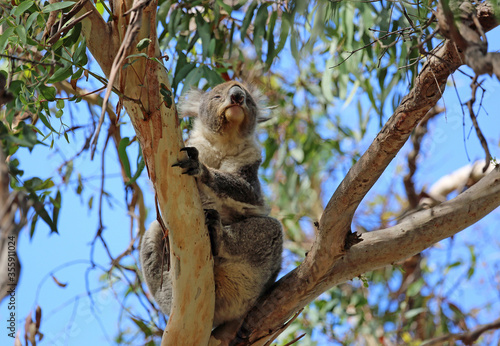 Koala sniffing - Kenneth River, Victoria, Australia