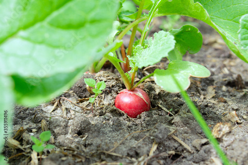 Fresh radish, close - up on the ground. the harvest of vegetables