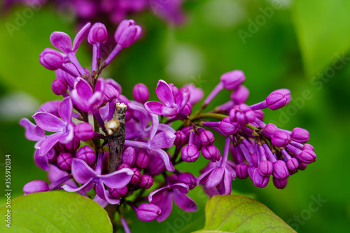 lilac flower under green background