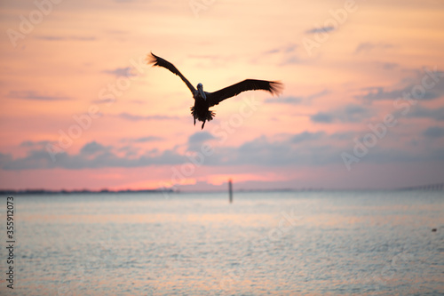 Pelican flying and diving against the sunset