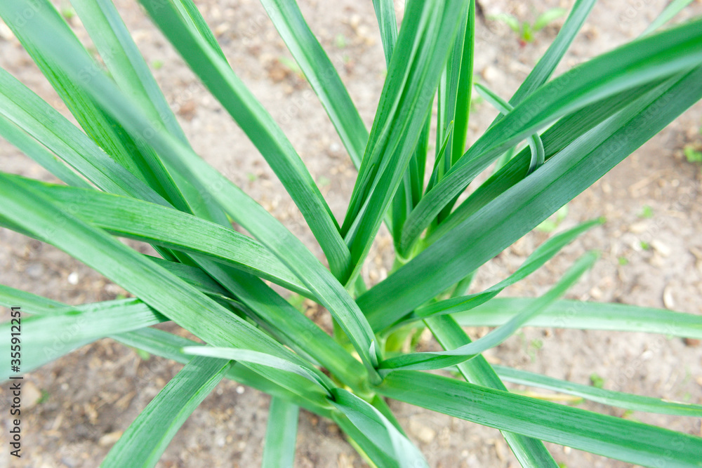 Green garlic leaves close-up. healthy green garlic leaves. cultivation of spices, organic farm Green garlic leaves close-up. healthy green garlic leaves. cultivation of spices, organic farm