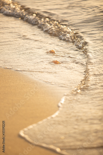 Jellyfish washed up on seashore at sunset