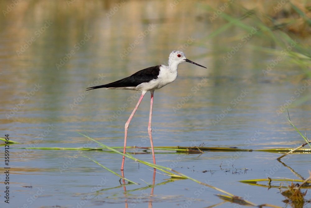 Black-winged stilt also common stilt in marsh waters. its warm tones. Black-winged stilt also common stilt in marsh waters. its warm tones.