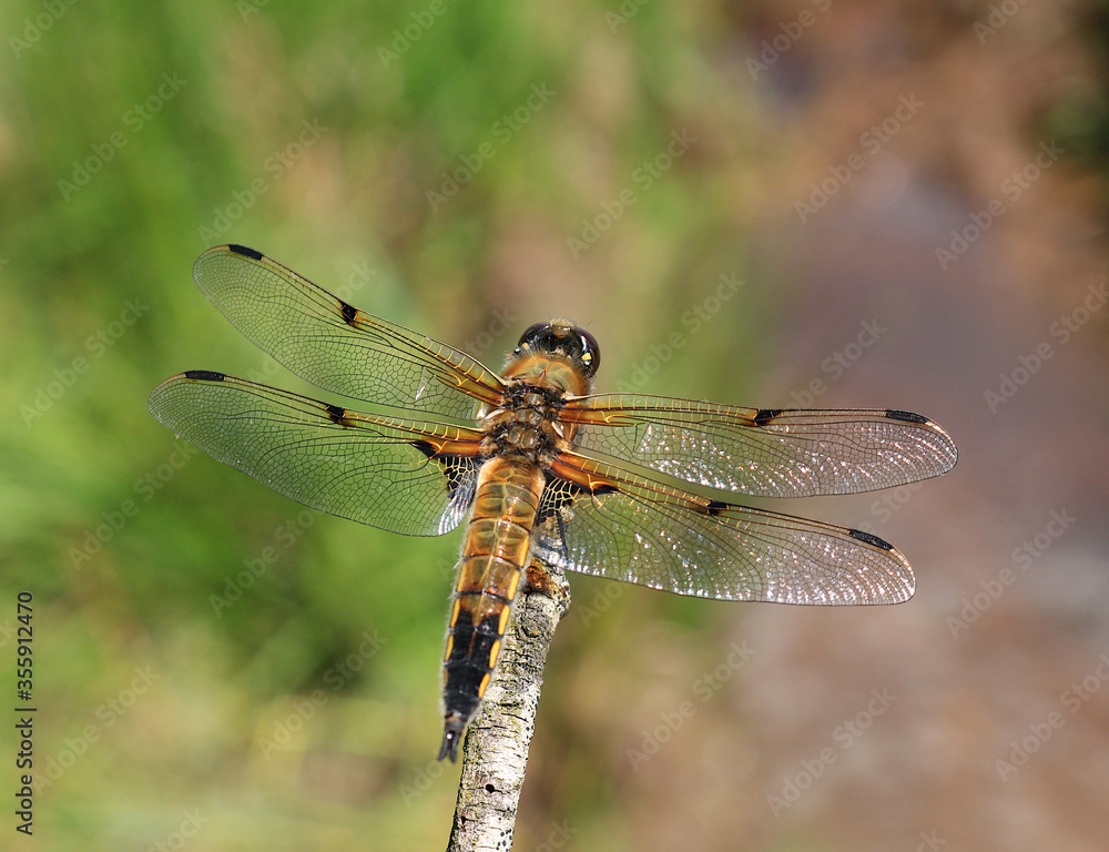 Very close up image of a Four Spot Chaser dragonfly. Scientific name Libellula quadrimaculata. Very close up image of a Four Spot Chaser dragonfly. Scientific name Libellula quadrimaculata.