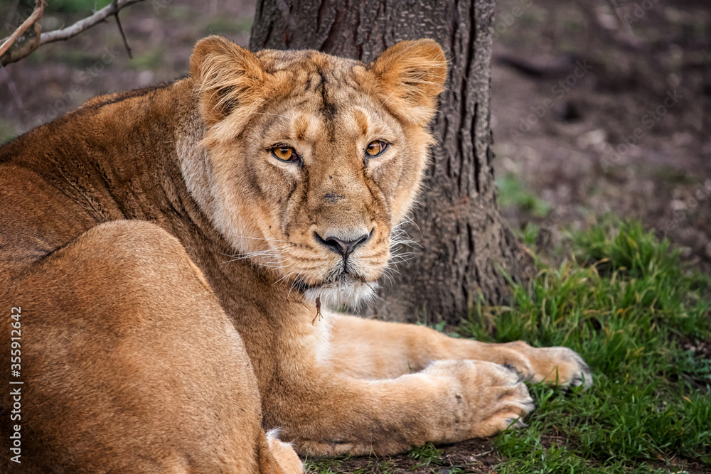 Female of lion Female of lion