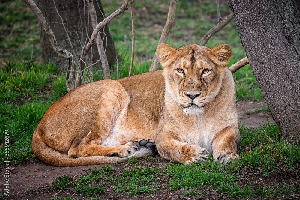 Female of lion Female of lion