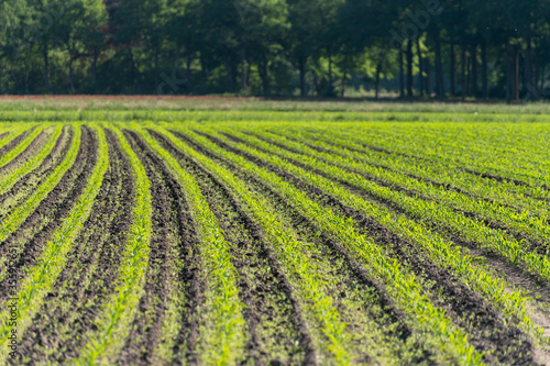 Farmer field with rows of young green corn plants