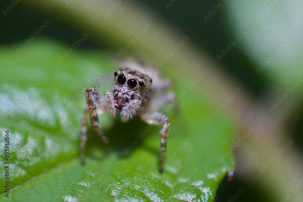 Jumping spider Jumping spider