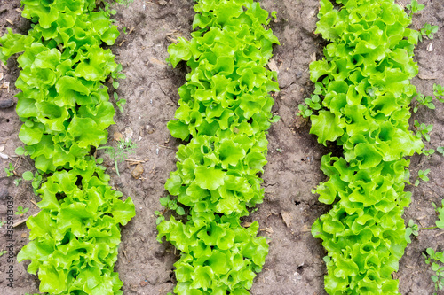 Organic seedling or sapling lettuces in the field, lettuce cultivation, green leaves, close-up selective focus