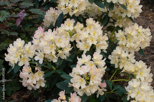 White Rhododendron Percy Wiseman blooming in a garden
