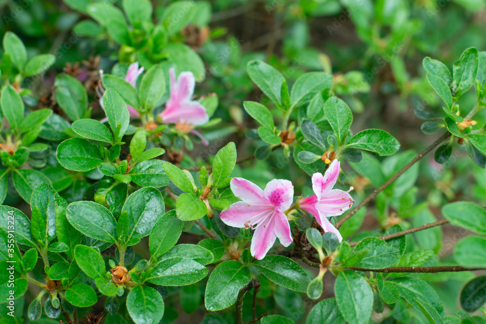 Pink Rhododendron Kermesina Rose blooming in a garden Pink Rhododendron Kermesina Rose blooming in a garden