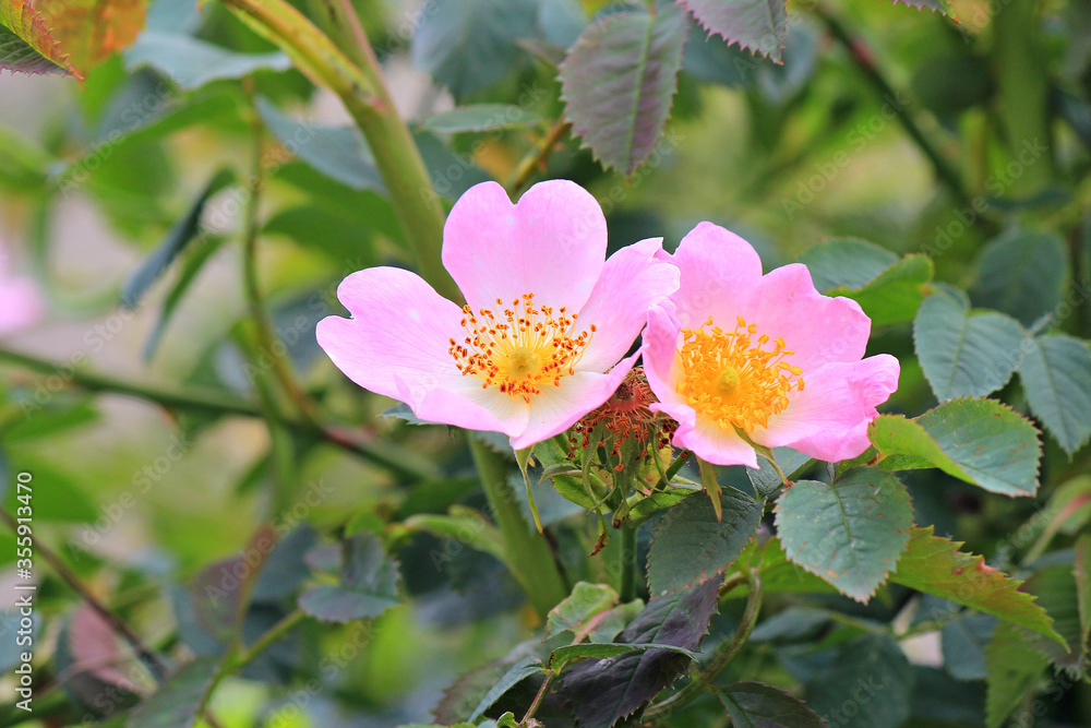 spring flowering of bright flowers spring flowering of bright flowers