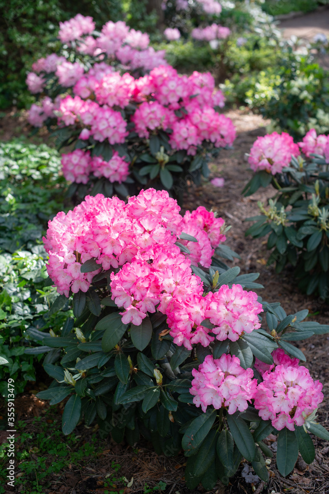 Pink Rhododendron Fantastica blooming in a garden