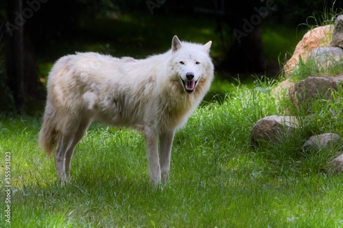 wolf  wei    tier  arctic  hund  wild  s  ugetier  canino  raubtier  wild lebende tiere  natur  wald  fell  fleischfresser  polar  tierpark  