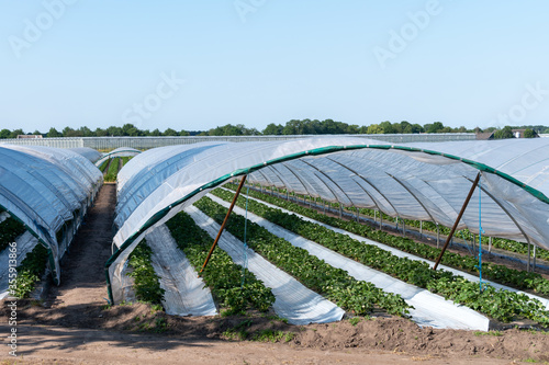 Cultivation of strawberry fruits using the plasticulture method, plants growing on plastic mulch in walk-in greenhouse tunnels