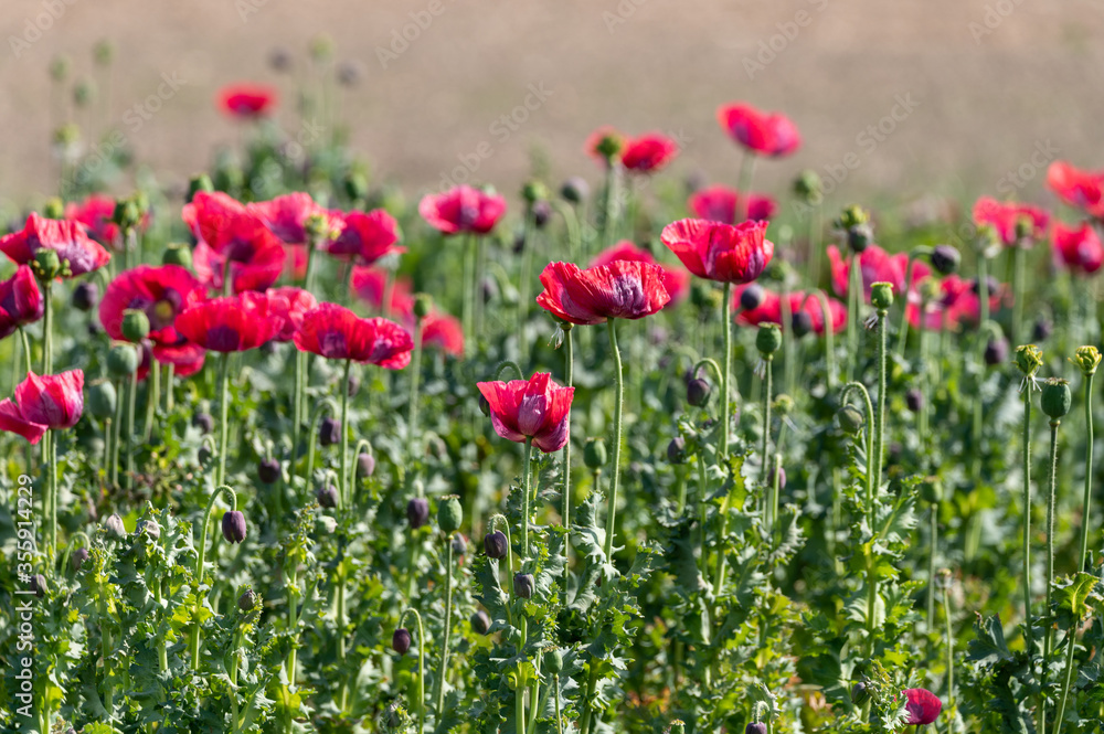 Big garden red poppy flowers nature background