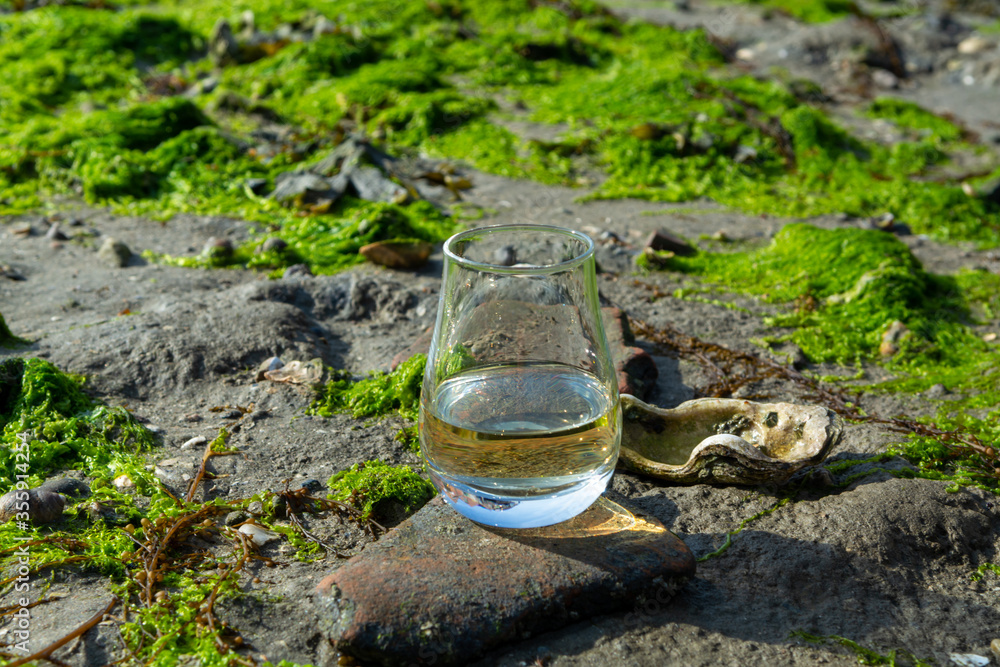 Tasting glass of Scotch whisky and sea shore during low tide, smoky whisky pairing with oysters