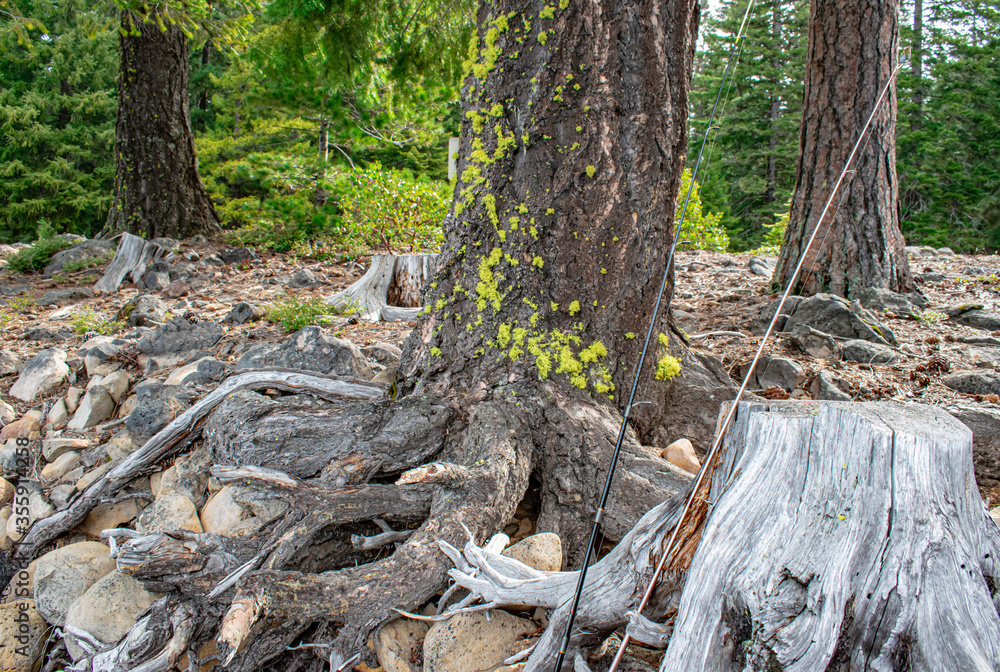 Beautiful tree with exposed roots and two fishing poles to the side Beautiful tree with exposed roots and two fishing poles to the side