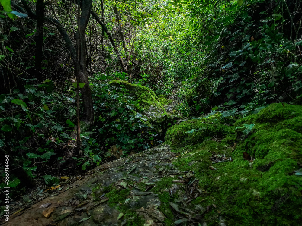 stream in the woods