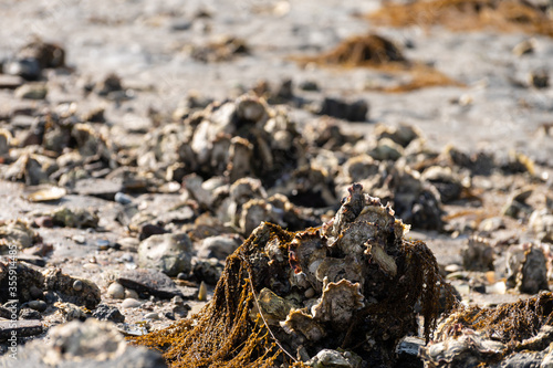 Harvesting of wild oysters shellfish on sea shore during low tide in Zeeland, Netherlands photo