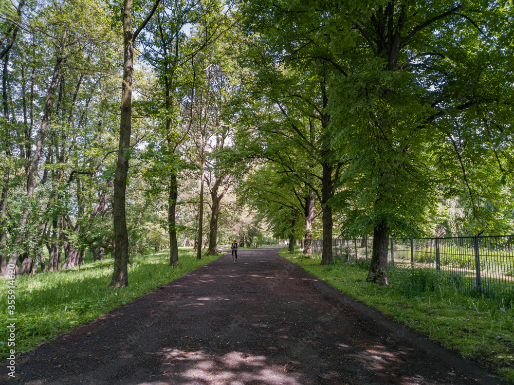 Long path in park between trees and green bushes and woman on bike Long path in park between trees and green bushes and woman on bike