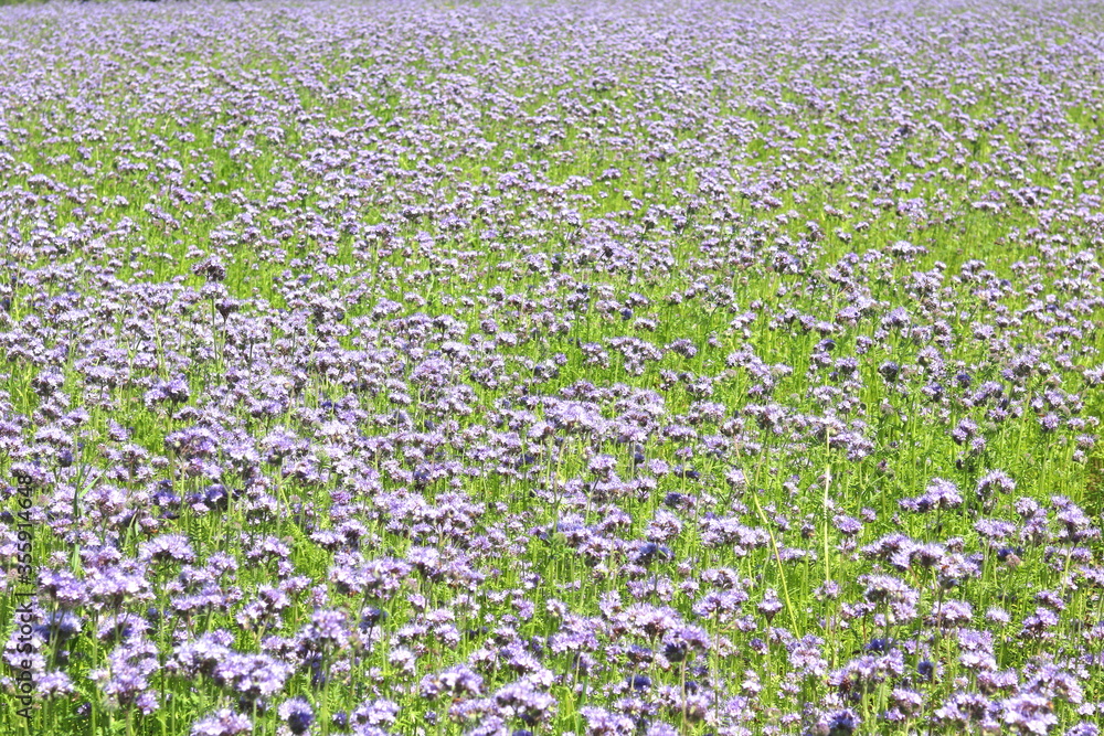 Natural summer background with beautiful wild violet flowers in summer in field Natural summer background with beautiful wild violet flowers in summer in field