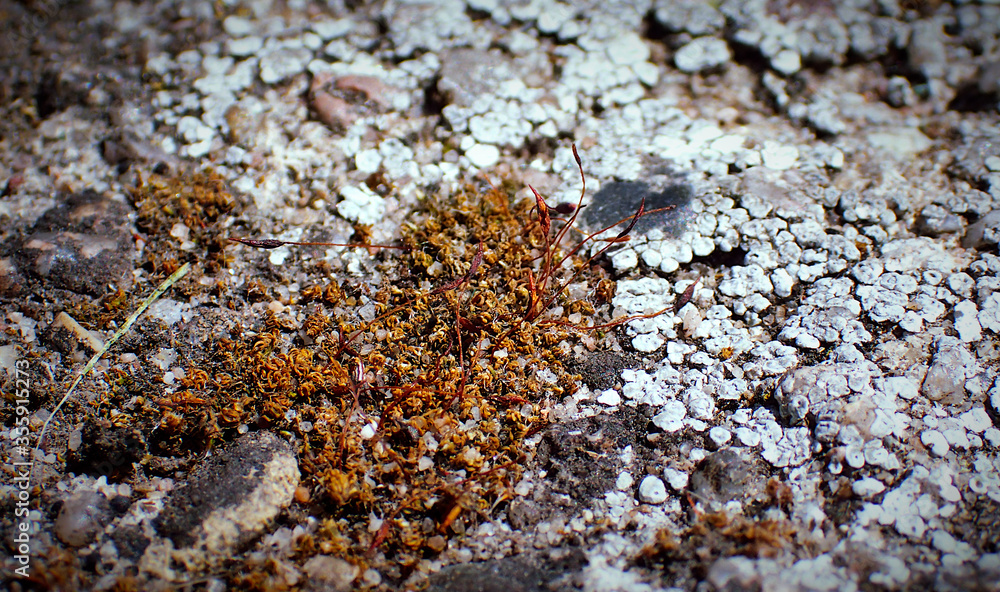 Close up of mossy ground