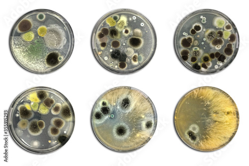 Bacteria on agar plate isolated from air