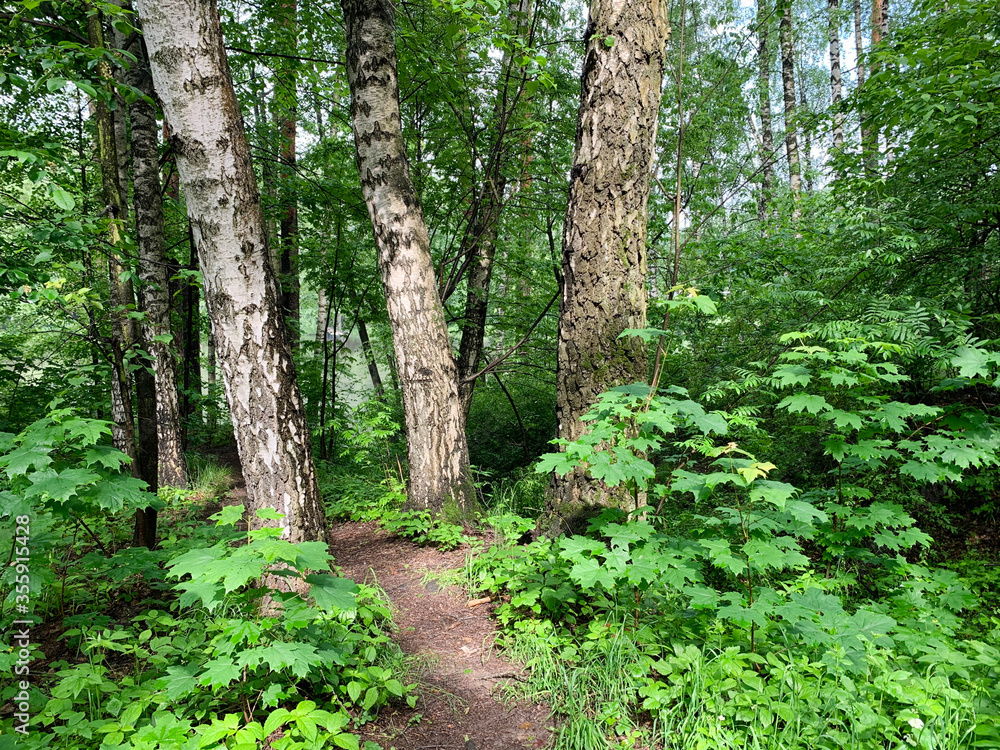 Birch trees in the forest in the Moscow region in the summer. Russia Birch trees in the forest in the Moscow region in the summer. Russia