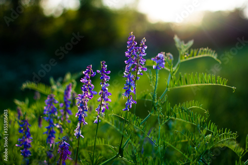 Blue wildflowers in a green meadow. Warm spring evening with a bright meadow during sunset.