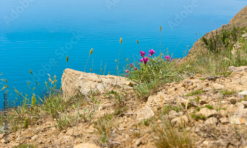 Purple flowers in the mountains against the backdrop of the sea.