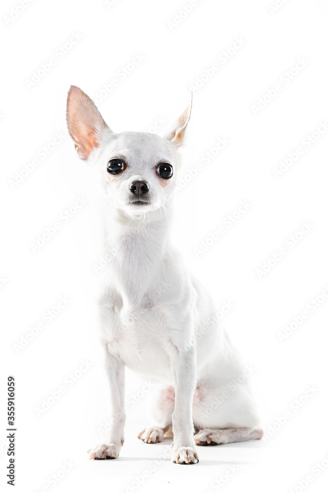 Chihuahua Lap Dog Sitting On White Background.