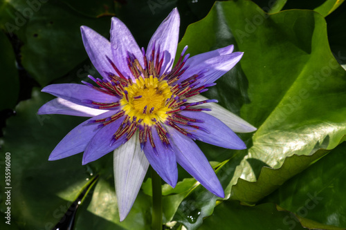 Nymphaea Flower (Nymphaea colorata)
