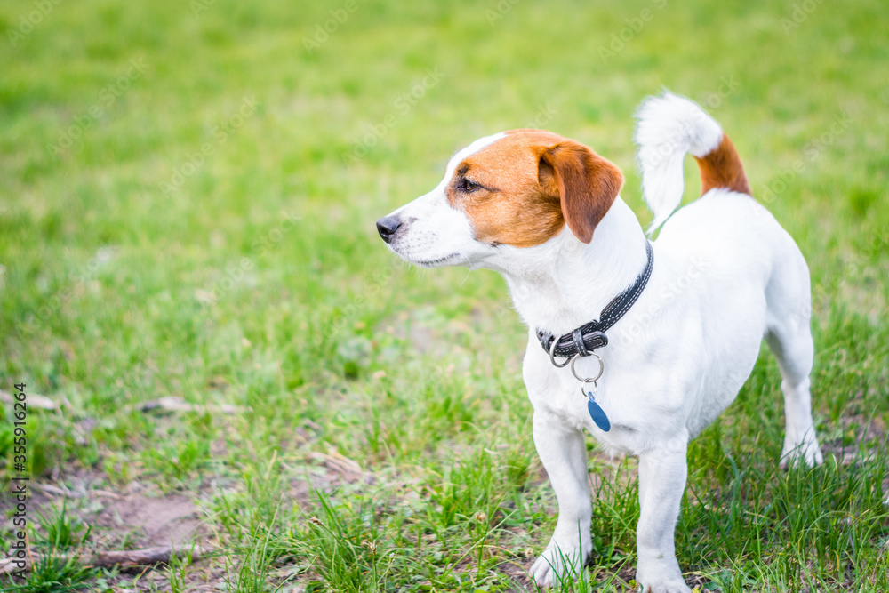 Portrait of a thoroughbred domestic dog. Jack Russell Terrier in a collar and with a medallion is standing on the grass.