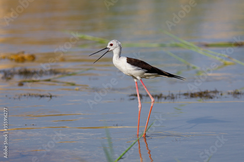 Black-winged stilt also common stilt in marsh waters. its warm tones.