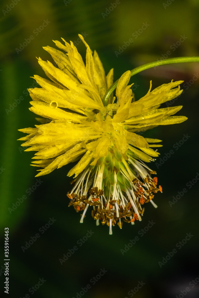 Dead and Awake, Water Dead-and-Awake (Neptunia plena) Dead and Awake, Water Dead-and-Awake (Neptunia plena)
