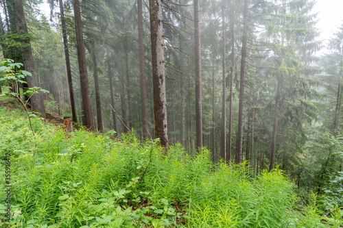 Im Schwarzwald am Kniebis  bei Freudenstadt