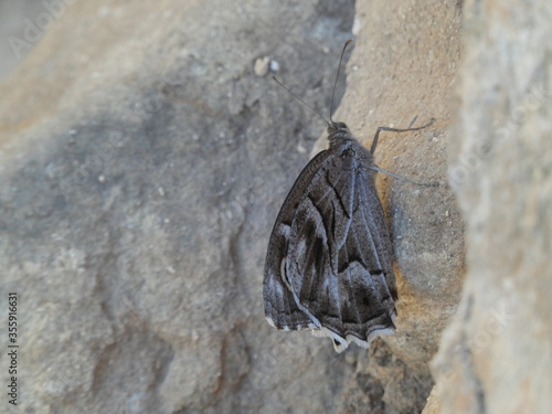 Striped grayling butterfly (Hipparchia fidia) - brown and white butterfly on the stones, El Albir, Costa Blanca, Spain photo