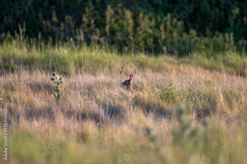 A rabbit in a field in the evening © Mark Hunter