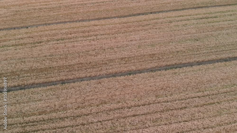 Aerial shot: Flight Over The Wheat Field In Sunny Day. Gold wheat Aerial shot: Flight Over The Wheat Field In Sunny Day. Gold wheat
