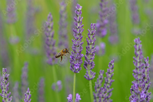 Brin de lavande en provence